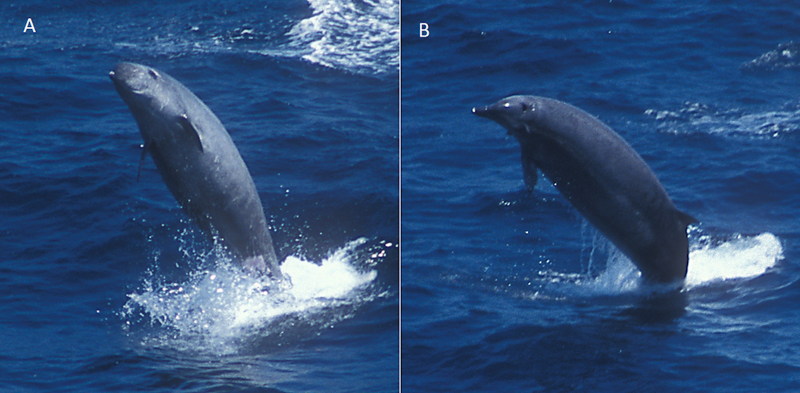 True’s beaked whales have been known to breach the surface of the ocean, allowing for observations. (Image: Dylan Walker)